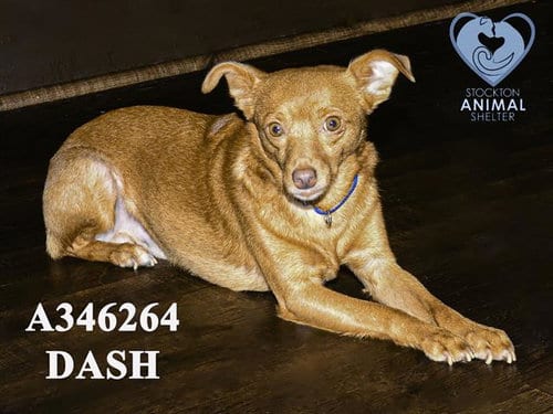 Photo of Dash, adoptable Chihuahua in Stockton, California