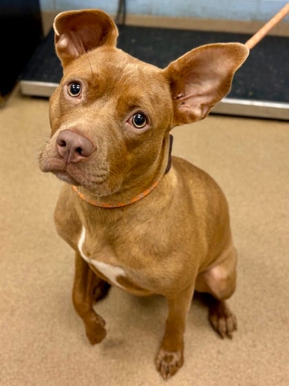Photo of Trudy, adoptable dog in Chamblee, Georgia