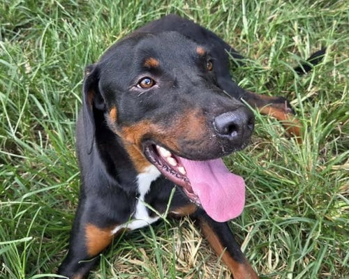 Photo of Ace, adoptable Black and Tan Coonhound in Anniston, Alabama
