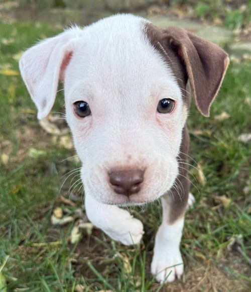 Photo of Diesel, adoptable Pit Bull Terrier in Clarkston, Michigan