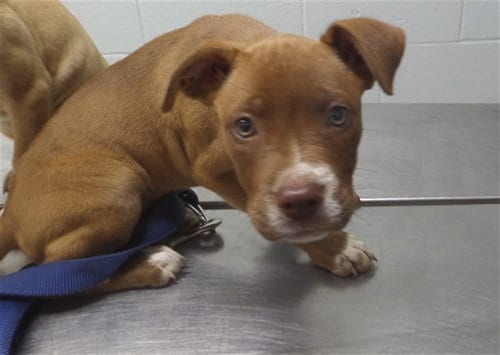 Photo of Judith, adoptable Pit Bull Terrier in Augusta, Georgia