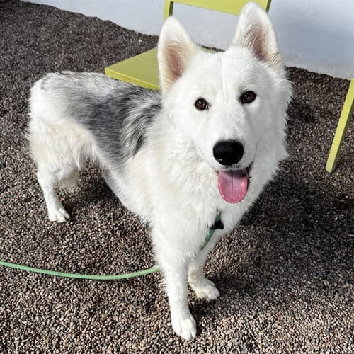 Photo of Kevin, adoptable Husky in Mesa, Arizona