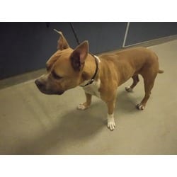 Photo of Titus, adoptable American Pit Bull Terrier in Doral, Florida