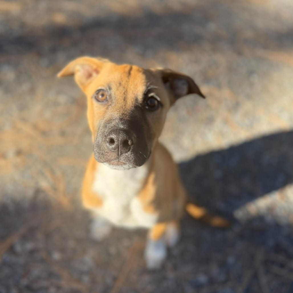 Photo of Tango, adoptable Mixed Breed (Medium) in Bend, Oregon