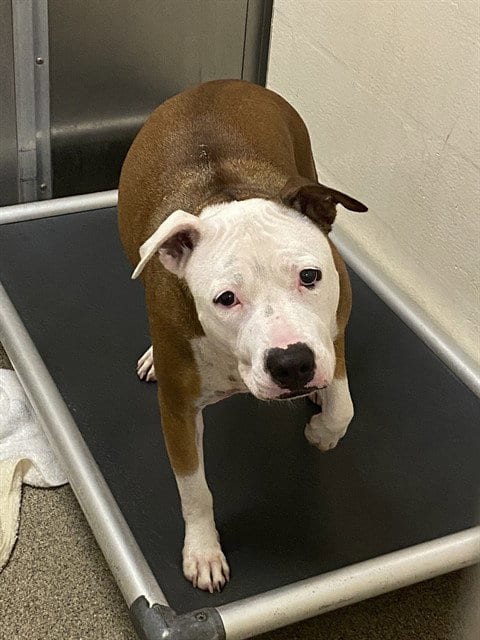 Photo of Sissi, adoptable American Bulldog in Fort Myers, Florida