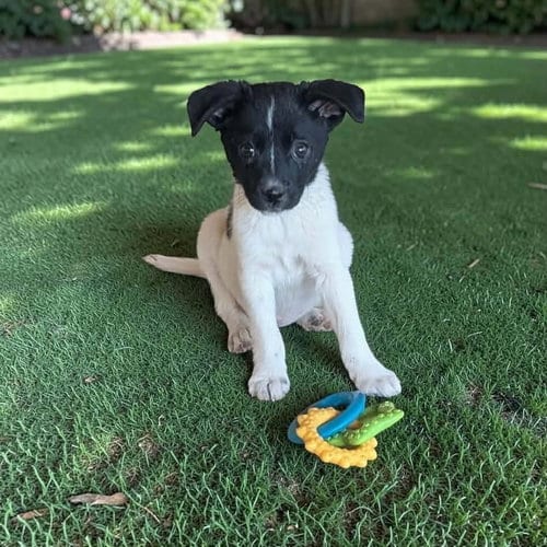 Photo of Beatrix, adoptable Unknown breed (short coat) in Yreka, California