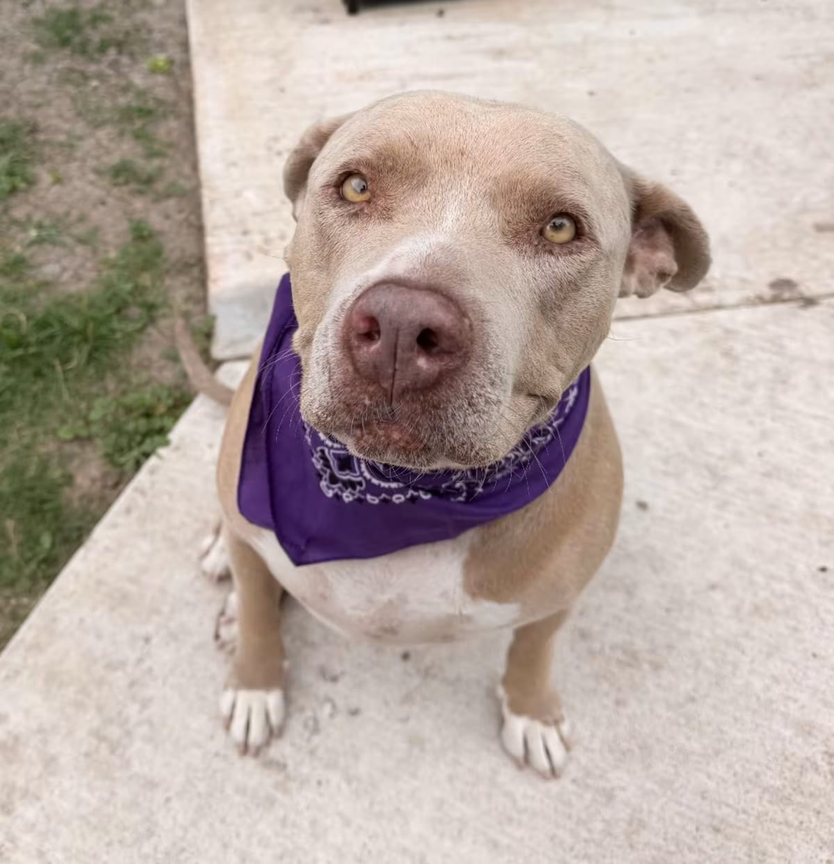 Photo of Sparky, adoptable American Pit Bull Terrier in Dallas, Texas
