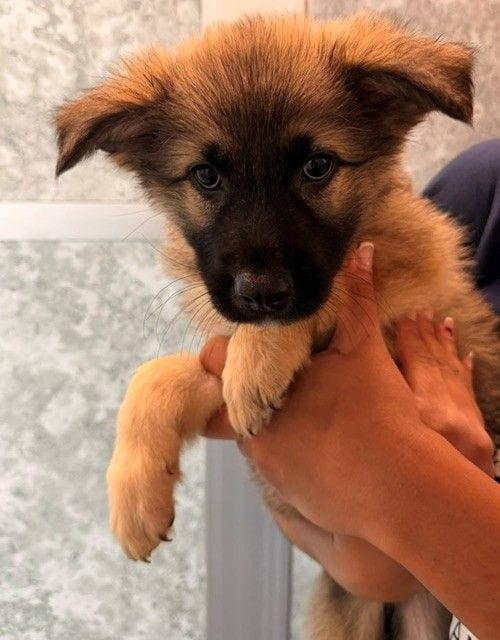 Photo of Harriet, adoptable Unknown breed in Rancho Santa Fe, California