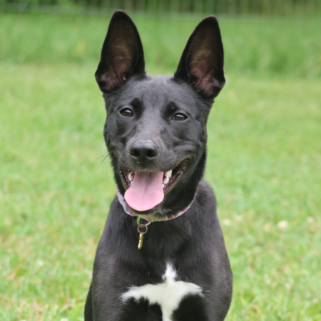 Photo of Shereese, adoptable Terrier / Retriever, Labrador in South Elgin, Illinois
