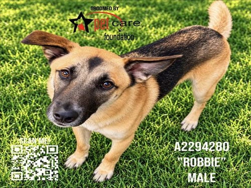Photo of Robbie, adoptable German Shepherd Dog in Los Angeles, California