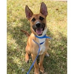 Photo of Billy Bob Thorton, adoptable Mixed Breed (Medium) in Baton Rouge, Louisiana