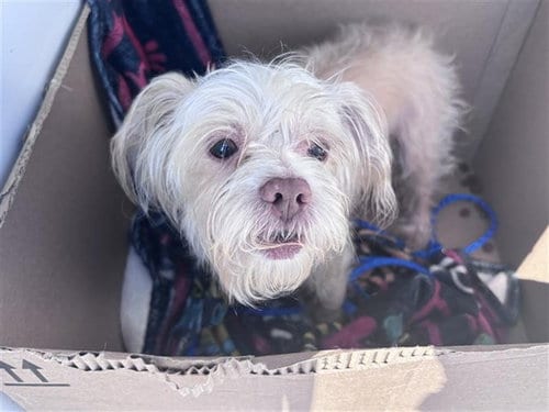 Photo of Finn, adoptable Shih Tzu in Houston, Texas