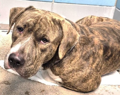 Photo of Luke, adoptable American Bulldog in Houston, Texas