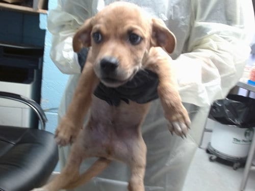 Photo of Bigspin, adoptable Labrador Retriever in Albuquerque, New Mexico