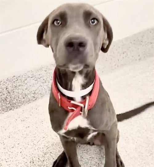 Photo of Luna, adoptable Labrador Retriever in Houston, Texas