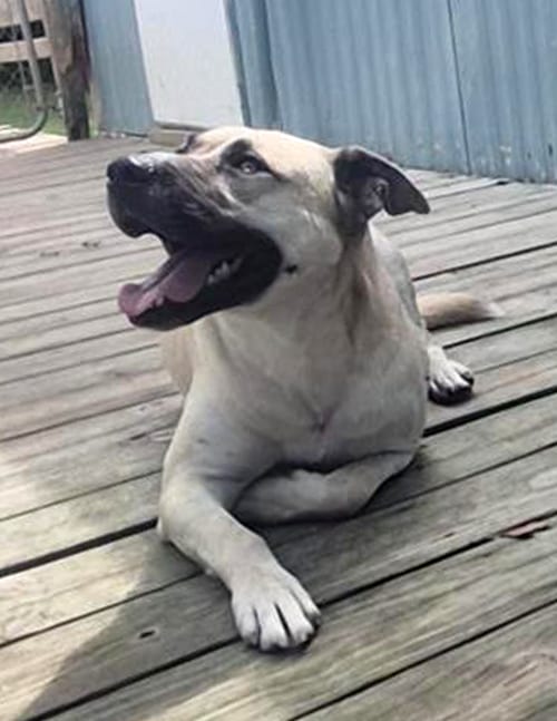 Photo of Jacoby, adoptable Husky in Murfreesboro, North Carolina