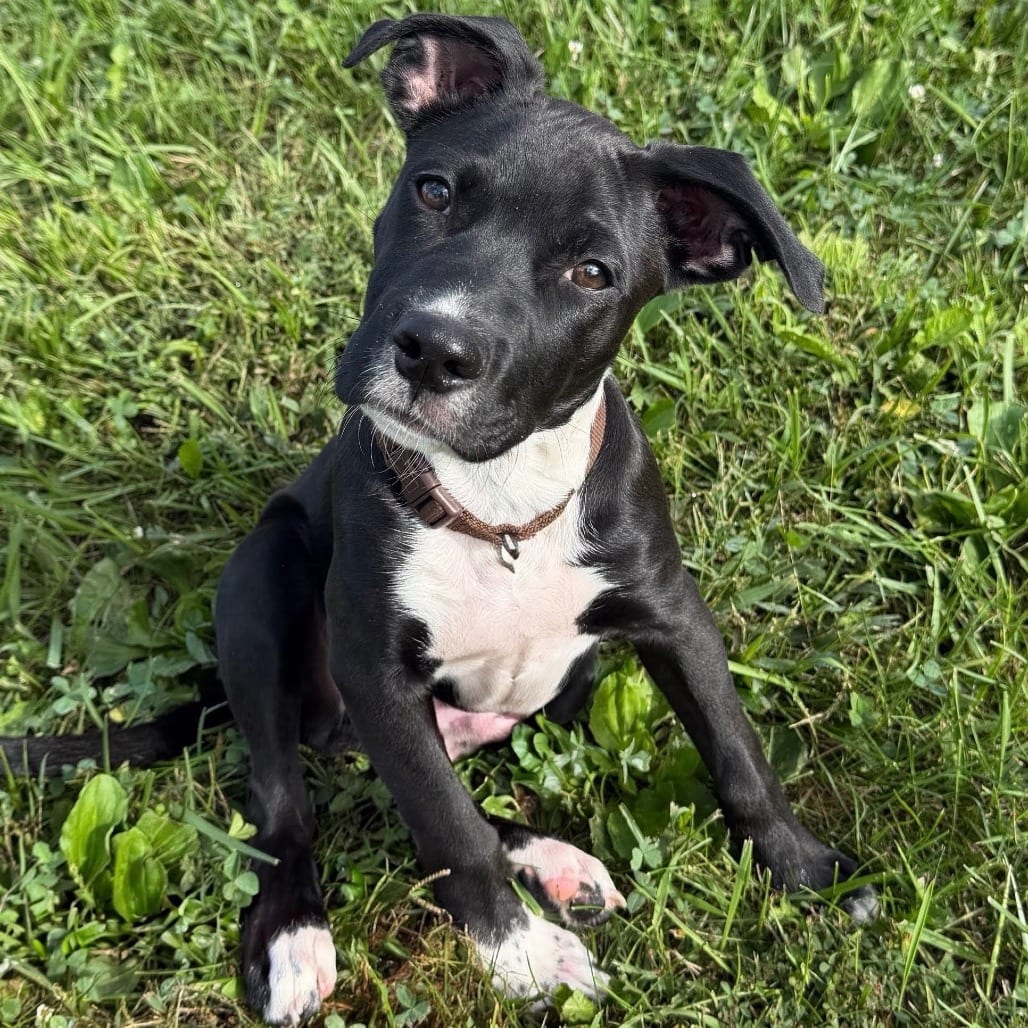 Photo of Pinto, adoptable Terrier / Retriever, Labrador in Boonville, Missouri