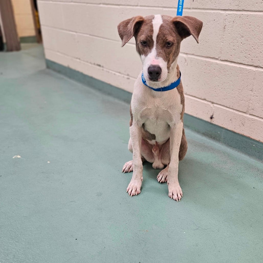 Photo of Fido, adoptable dog