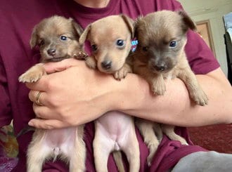 Photo of Krissy, adoptable Chihuahua in Fremont, California