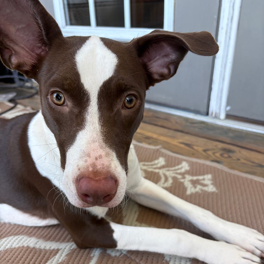 Photo of Mocha Latte, adoptable Mixed Breed (Medium) in Greensboro, North Carolina