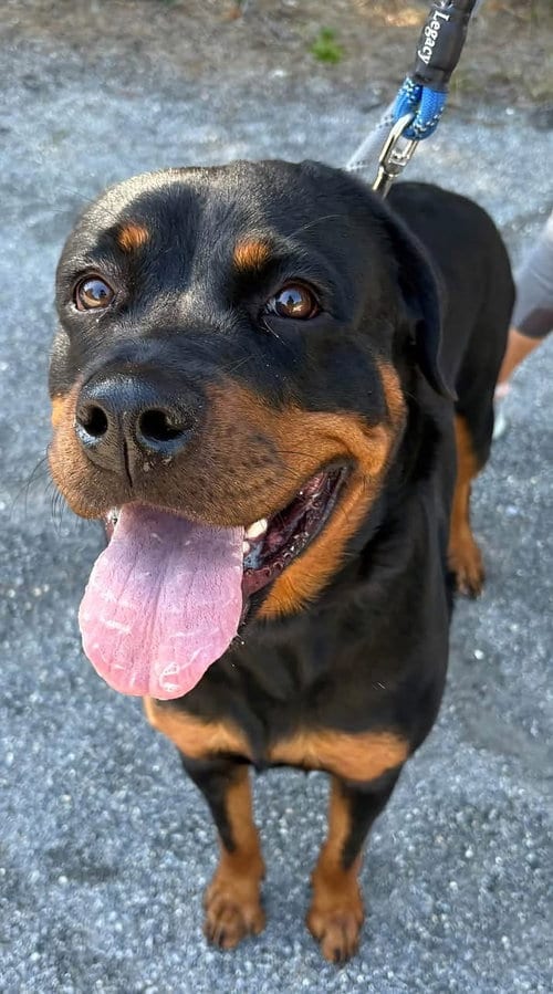 Photo of Mini Tonka, adoptable Rottweiler in Manahawkin, New Jersey