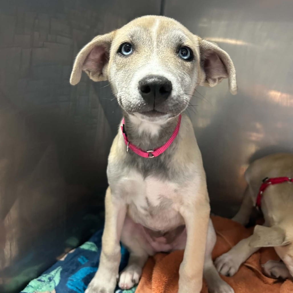 Photo of Ygritte, adoptable Mixed Breed (Medium) in West Olive, Michigan