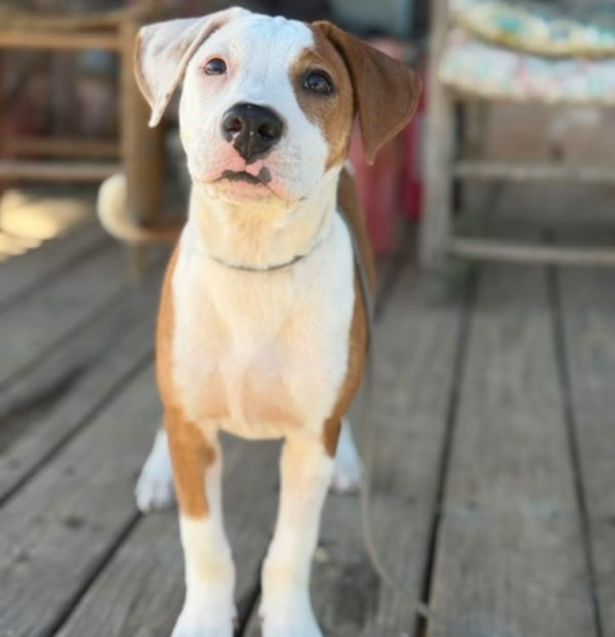 Photo of Cherry, adoptable American Pit Bull Terrier in Malvern, Pennsylvania
