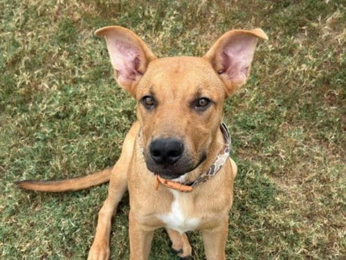 Photo of Fcc, adoptable Labrador Retriever in Tulsa, Oklahoma