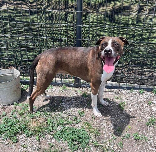 Photo of Macey, adoptable Terrier in Abbeville, Louisiana