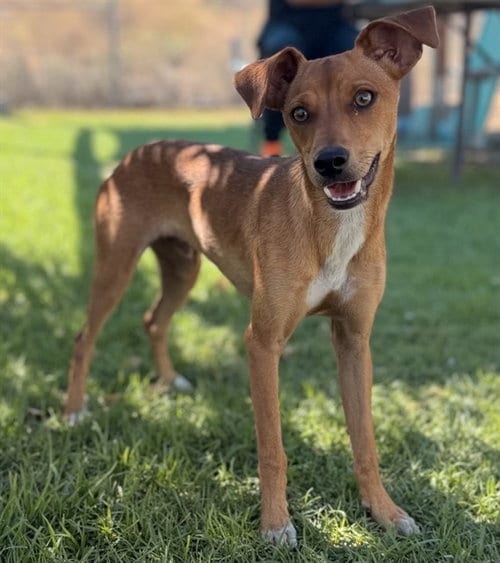 Photo of Felipe, adoptable Chihuahua in San Bernardino, California