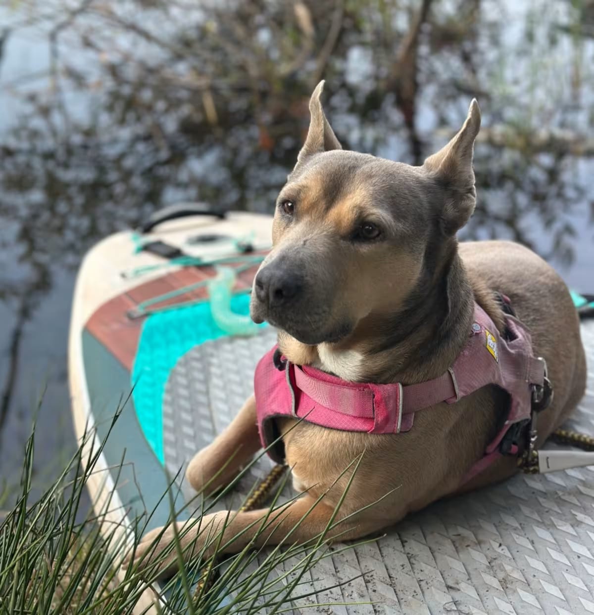 Photo of Phoebe, adoptable Mixed Breed (Large)/Mixed Breed (Medium) in Cashmere, Washington