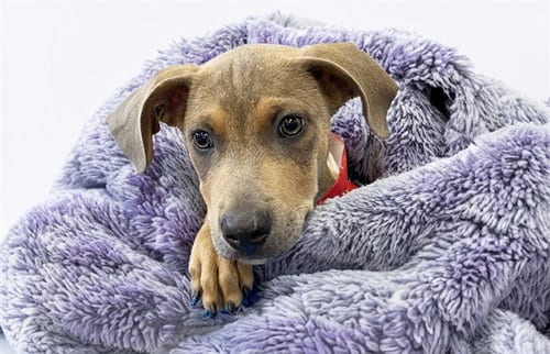 Photo of Octavia, adoptable Labrador Retriever in Ft Lauderdale, Florida