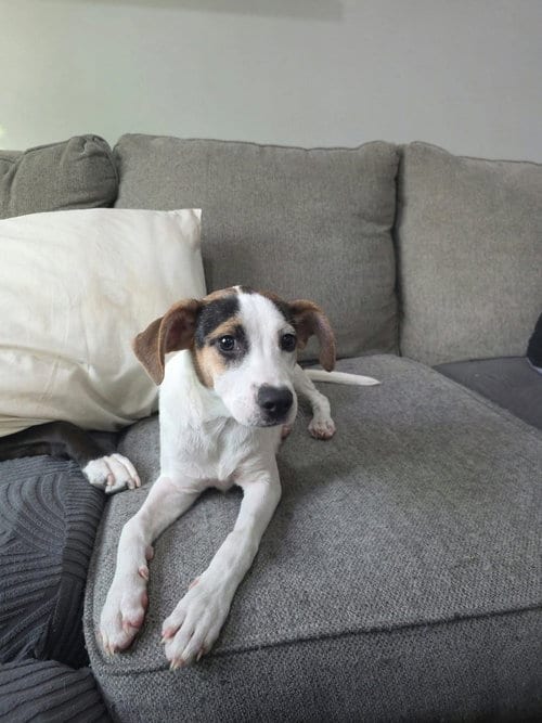 Photo of Trish, adoptable Beagle in Willingboro, New Jersey
