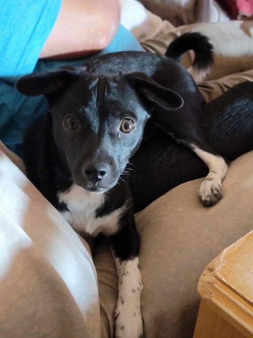 Photo of Clarrisa, adoptable Chihuahua in Tucson, Arizona