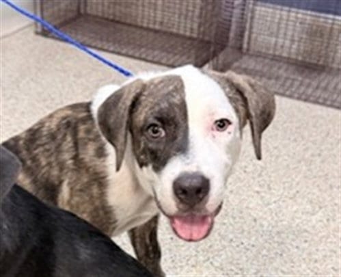Photo of Jerry, adoptable American Pit Bull Terrier in Miami, Florida