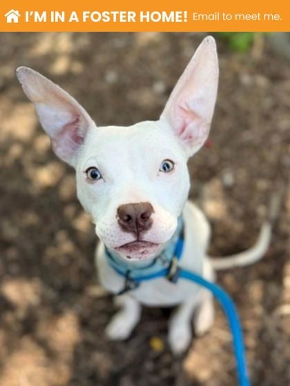 Photo of Rootin Tootin, adoptable dog in Baltimore, Maryland