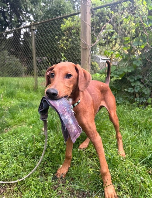 Photo of Flint, adoptable Doberman Pinscher in Seattle, Washington