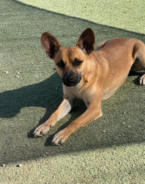 Photo of Paco in TX, adoptable Chihuahua in Cranston, Rhode Island