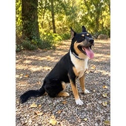Photo of Rocky, adoptable German Shepherd Dog in Wantagh, New York