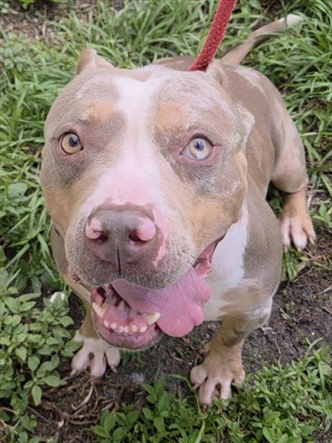 Photo of Nellie, adoptable American Pit Bull Terrier in Fort Lauderdale, Florida