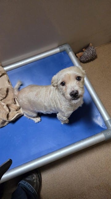 Photo of Mochi, adoptable Toy Fox Terrier in San José, California