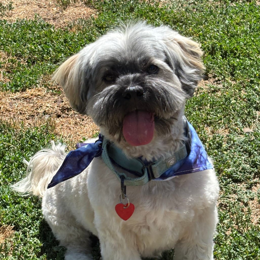 Photo of Kurby, adoptable Mixed Breed (Small) in Medford, Oregon