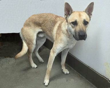 Photo of Woody, adoptable dog