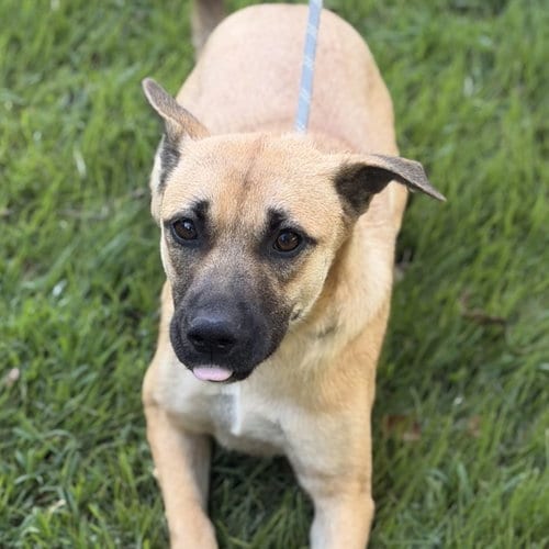 Photo of Toccoa, adoptable Shepherd in Yardley, Pennsylvania