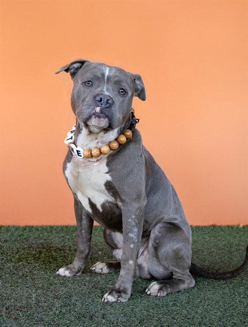 Photo of Colonel, adoptable American Bulldog in Miami, Florida
