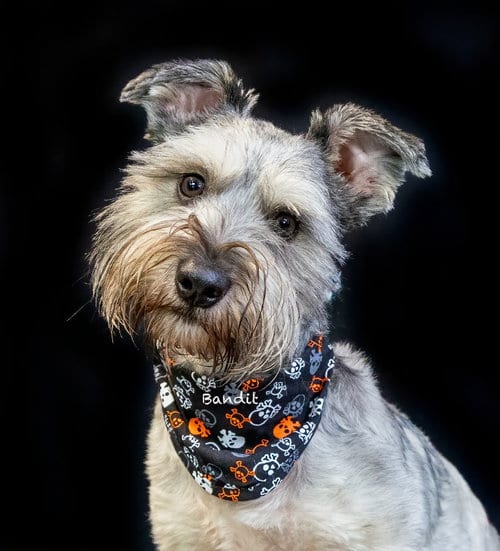 Photo of Bandit, adoptable Schnauzer in Hot Springs Village, Arkansas