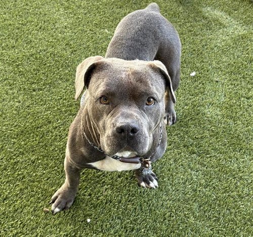 Photo of Bella, adoptable Pit Bull Terrier in Baytown, Texas