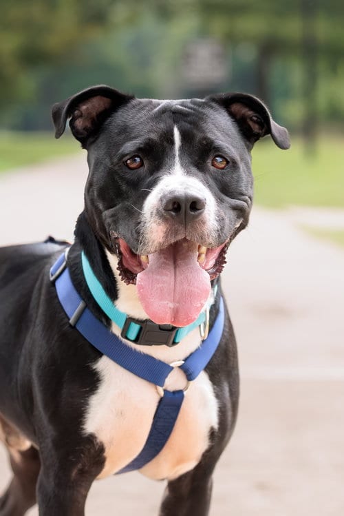Photo of Titus, adoptable American Pit Bull Terrier in McKinney, Texas
