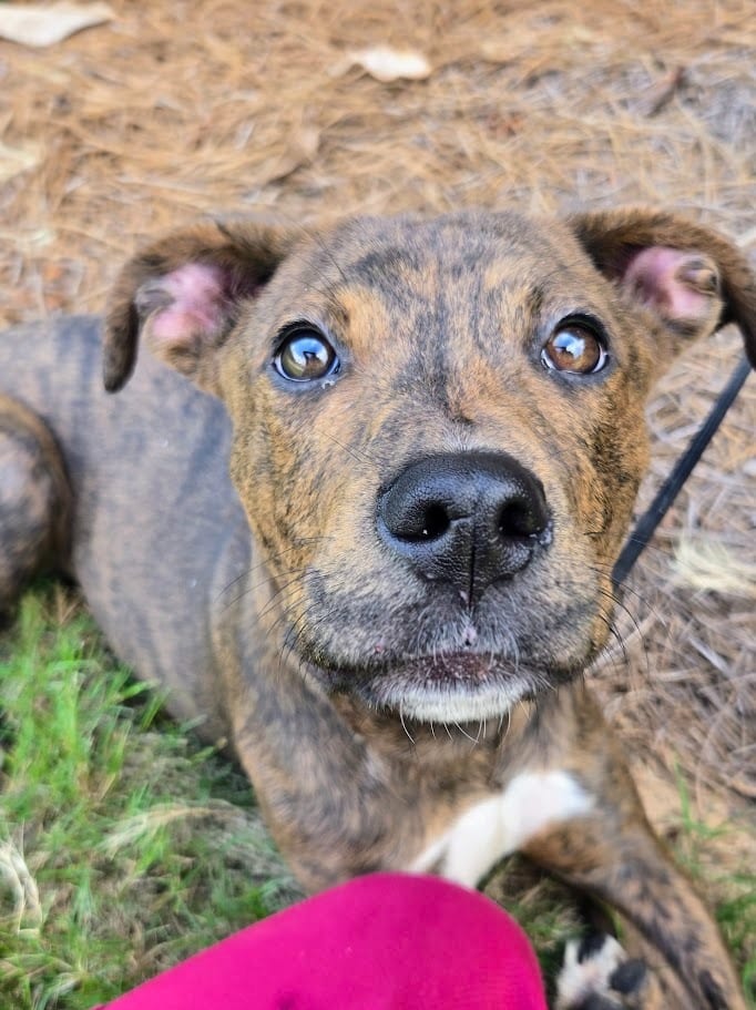 Photo of Demeter, adoptable Mixed Breed in Douglasville, Georgia