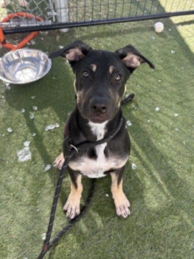 Photo of Holister, adoptable German Shepherd Dog in Los Angeles, California